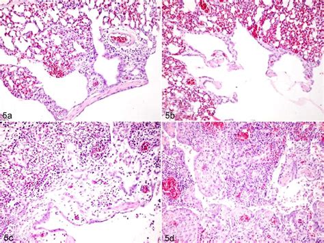 measurement of mucosal thickness of trachea mycoplasma|Evaluation of Respiratory Lesions in Chickens Induced by .